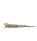 Lizard Noises